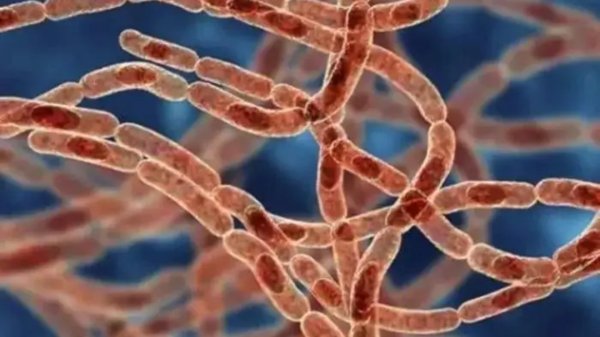 证券公司配资 尼日利亚拉沙热疫情致138人死亡